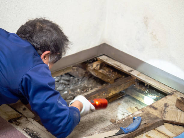 Mold Removal Process in Pembroke, NC