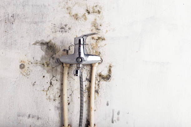 Best Mold Damage Repair  in Pembroke, NC